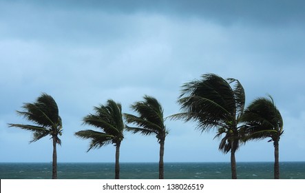palms at hurricane