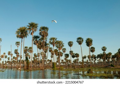 Palms landscape in La Estrella Marsh, Formosa province, Argentina. - Shutterstock ID 2215004767