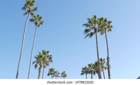 Palms in Los Angeles, California, USA. Summertime aesthetic of Santa Monica and Venice Beach on Pacific ocean. Clear blue sky and iconic palm trees. Atmosphere of Beverly Hills in Hollywood. LA vibes.