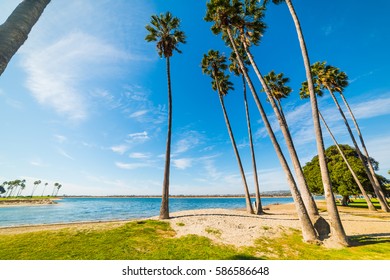 Palms In Mission Bay, California