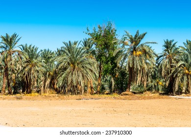 Palms Near The Temple Of Hibis, Kharga Oasis, Egypt