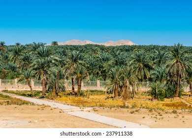 Palms Near The Temple Of Hibis, Kharga Oasis, Egypt