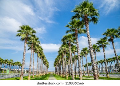 Palms In The Olympic Park In Sochi