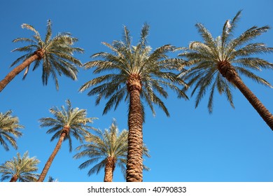 Palms On Blue Sky. Las Vegas.