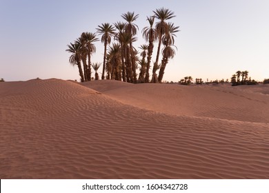 Palms On The Sahara Desert, Merzouga, Morocco
Colorful Sunset In The Desert Above The Oasis With Palm Trees And Sand Dunes.
Beautiful Natural Background -African Oasis