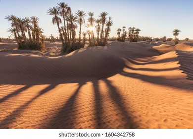 Palms On The Sahara Desert, Merzouga, Morocco
Colorful Sunset In The Desert Above The Oasis With Palm Trees And Sand Dunes.
Beautiful Natural Background -African Oasis