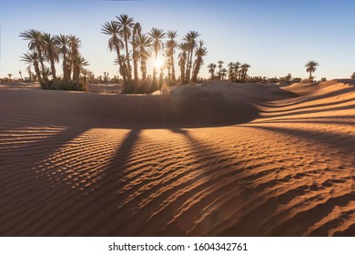 Palms On The Sahara Desert, Merzouga, Morocco
Colorful Sunset In The Desert Above The Oasis With Palm Trees And Sand Dunes.
Beautiful Natural Background -African Oasis