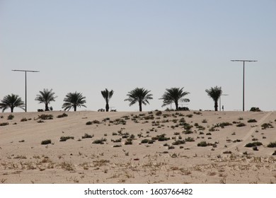 Palms on white sand dune in desert in sunny day