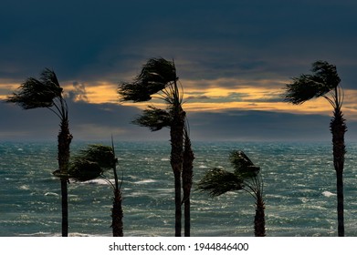Palms, sea, sunset and windy weather