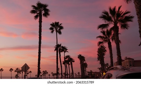 Palms silhouette twilight sky  California USA  Oceanside pier  Dusk gloaming nightfall atmosphere  Tropical pacific ocean beach  sunset afterglow aesthetic  Dark black palm tree  Los Angeles vibes 