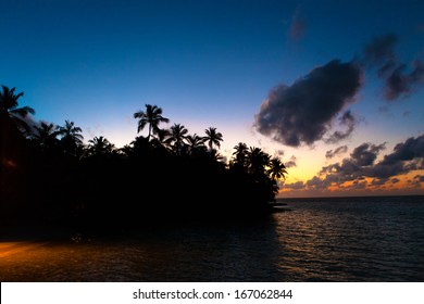 Palm's Silhouette at sunset on a tropical beach 