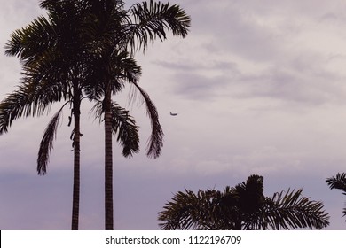 Palm's Silhoutte While An Airplane Flyes By In The Sunset