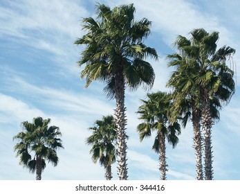 palms in the sky