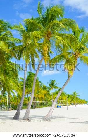 The palms of Smathers Beach