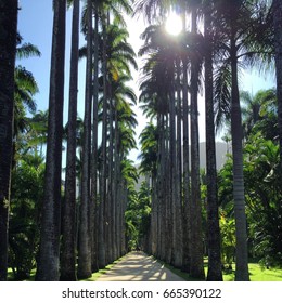 Palms in the sun