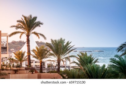 Palms In Sunny Sousse Tunisia