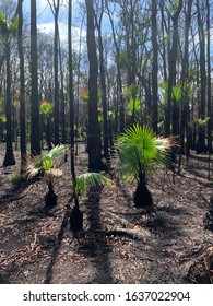 Palms Tree Regrow After The Australian Bush Fires