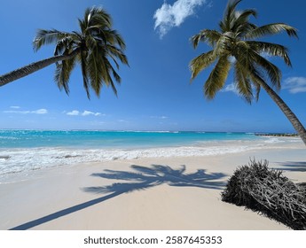 Palmtree coconuttree with nice shadow on the beach. Blue sky and blue water from the ocean in background 