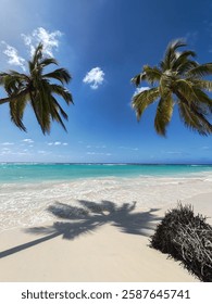 Palmtree coconuttree with nice shadow on the beach. Blue sky and blue water from the ocean in background 