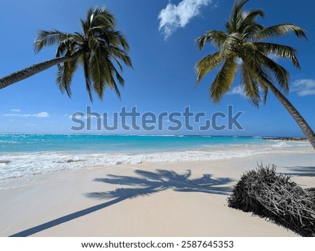 Palmtree coconuttree with nice shadow on the beach. Blue sky and blue water from the ocean in background 