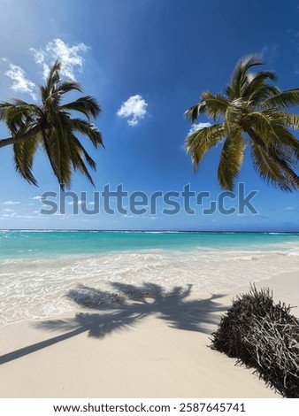 Palmtree coconuttree with nice shadow on the beach. Blue sky and blue water from the ocean in background 