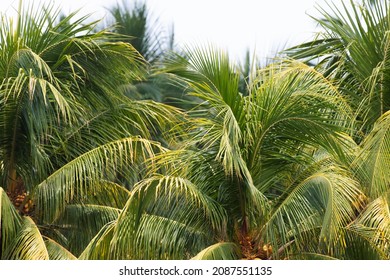 Palmtree In El Salvador Next To The Beach