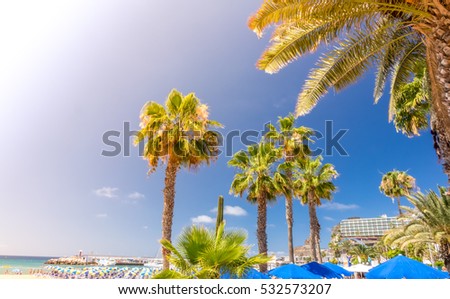 Palmtrees on the beach in the PuertoRico, Gran Canaria, Canary Islands, Spain