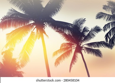 Palmtrees silhouette on sunrise in tropic