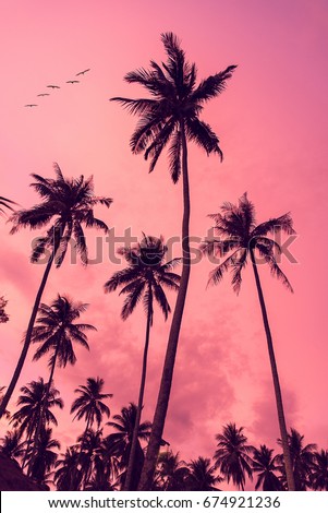 palmtrees sunset
