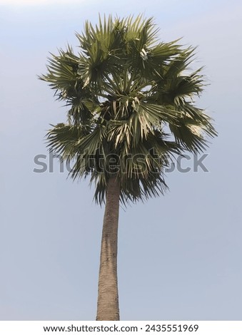 Tal or Asian palmyra palm (Borassus flabellifer family Arecaceae) is a tree with a stout, straight, unbranched cylindrical trunk having short internod.