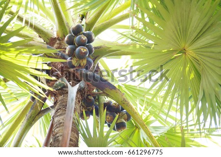 Palmyra palm fruit with leaves