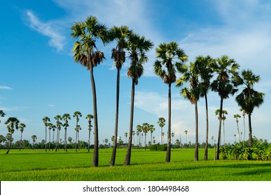 5,806 Palmyra trees Images, Stock Photos & Vectors | Shutterstock