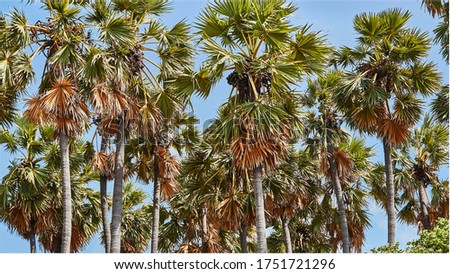 palmyra palm trees with blue sky background in Delft, Jaffna, Sri Lanka.
