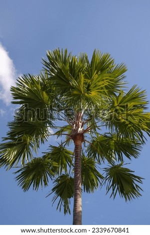 Palmyra palm trees seen from a low angle with a bright blue sky in the background.