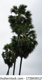 Palmyra Tree In Jaffna Sri Lanka.