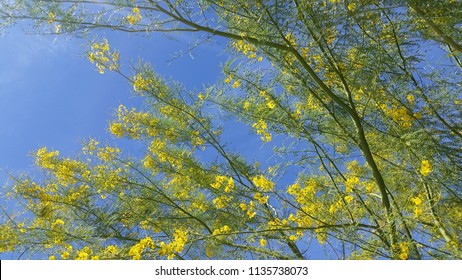 Palo Verde Blossoms Against Arizona Blue Sky