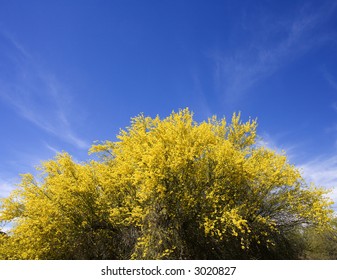 Palo Verde Tree Against Blue Sky