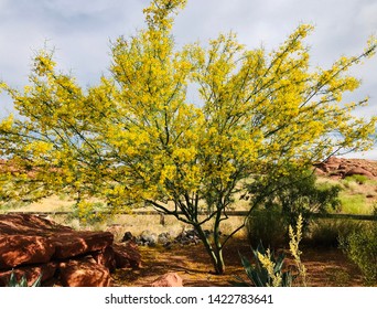 Palo Verde Tree In Bloom