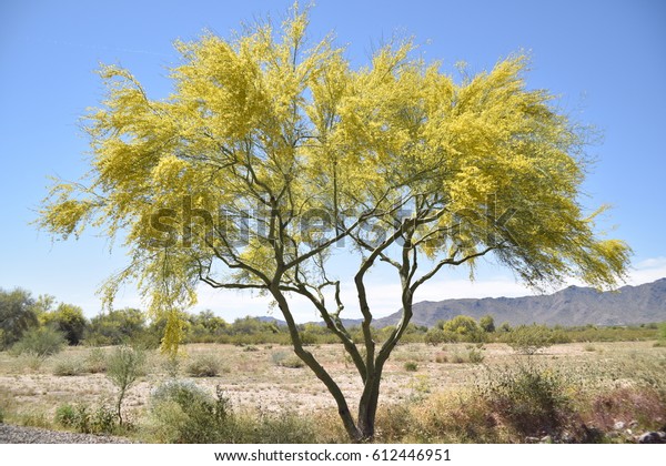 Palo Verde Tree Bloom Stock Photo Edit Now