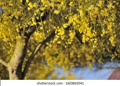 Palo Verde Tree In Full Bloom