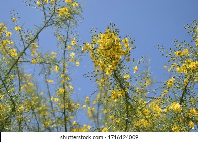 Palo Verde Tree With Yellow Blossoms