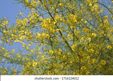 Palo Verde Tree With Yellow Blossoms