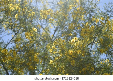 Palo Verde Tree With Yellow Blossoms