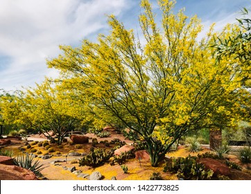 Palo Verde Trees Losing Blossoms