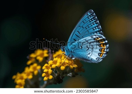 Palo Verdes Blue butterfly on a delicate yellow flower with a green and gold background 