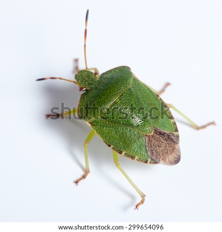 Palomena prasina, Green shield bug. Green insect
