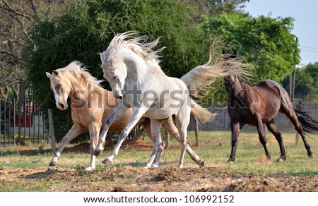A palomino, grey Arab and a bay thoroughbred heard are galloping and chasing after one another in a grassy field with trees in the background while the wind blows their mains and tails