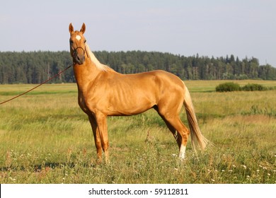 Palomino Horse