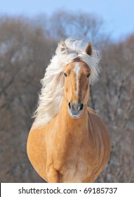 Palomino Horse