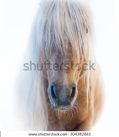 Palomino horse face with shaggy white forelock on white background